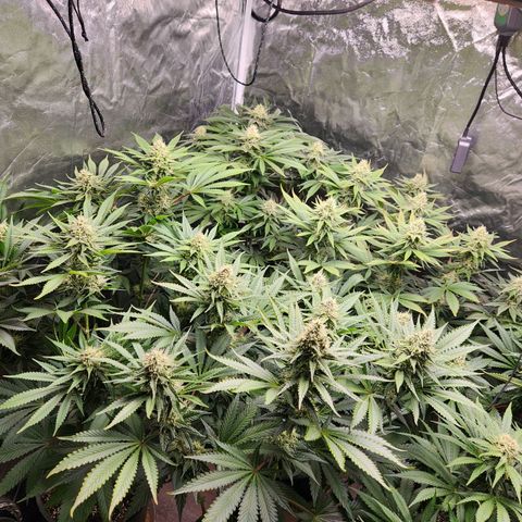 6 trees growlog timeline photo