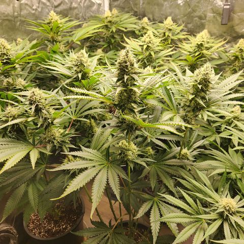 6 trees growlog timeline photo