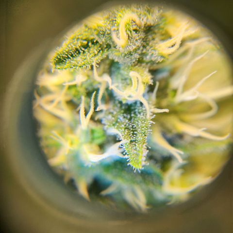 6 trees growlog timeline photo