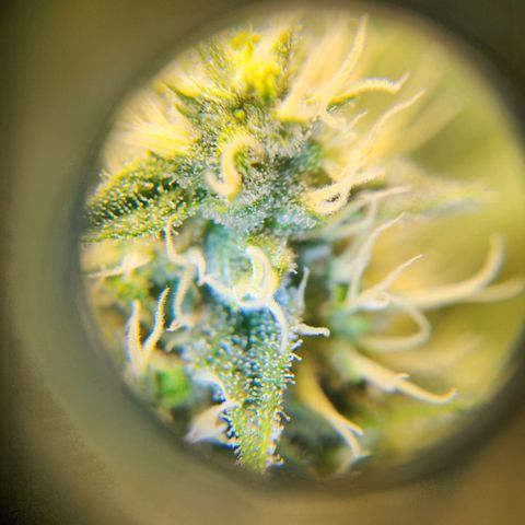 6 trees growlog timeline photo