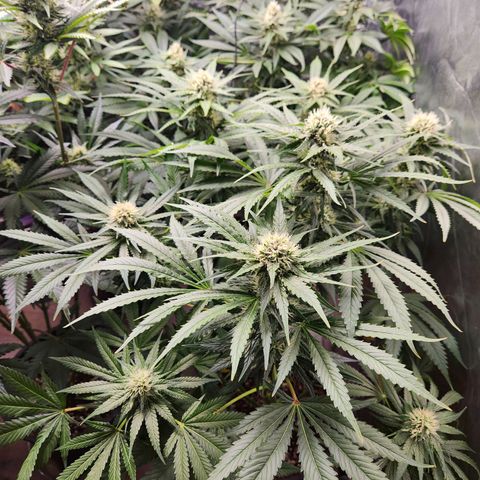 6 trees growlog timeline photo