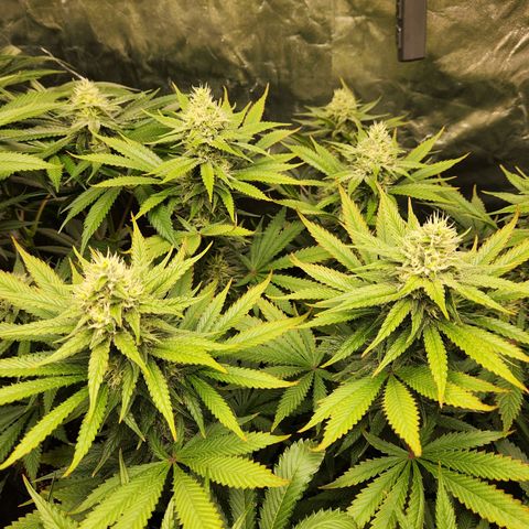 6 trees growlog timeline photo