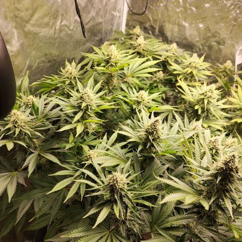 6 trees growlog timeline photo