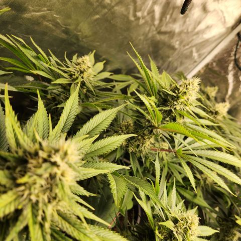 6 trees growlog timeline photo