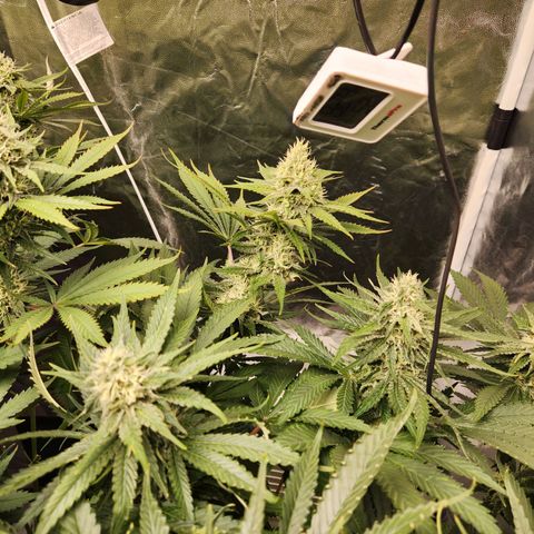 6 trees growlog timeline photo