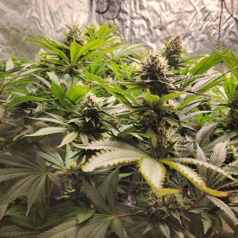 6 trees growlog timeline photo