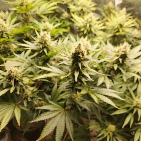 6 trees growlog timeline photo
