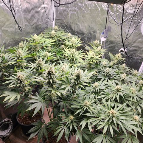 6 trees growlog timeline photo