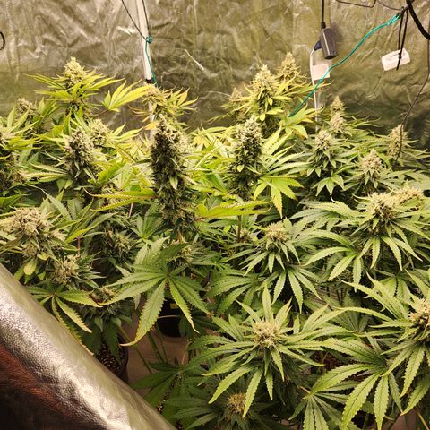 6 trees growlog timeline photo