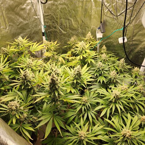 6 trees growlog timeline photo