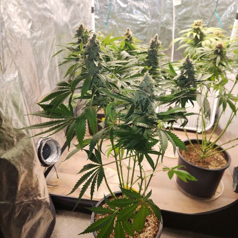 6 trees growlog timeline photo
