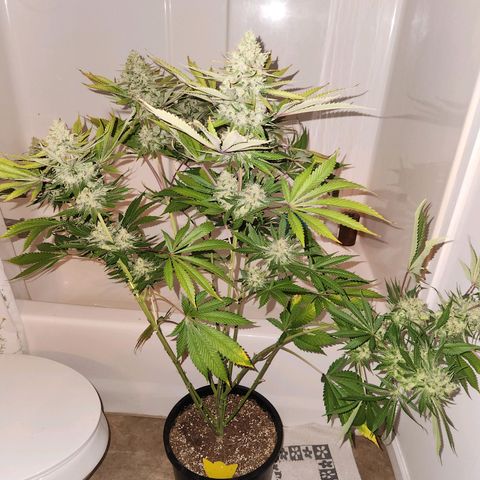 6 trees growlog timeline photo