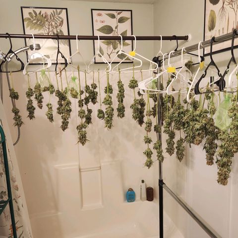 6 trees growlog timeline photo