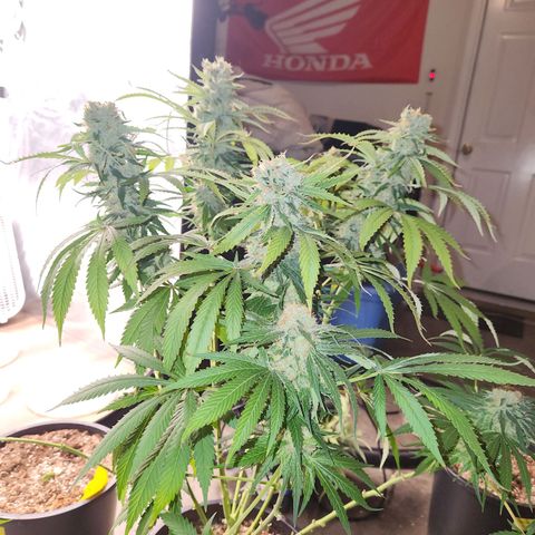 6 trees growlog timeline photo