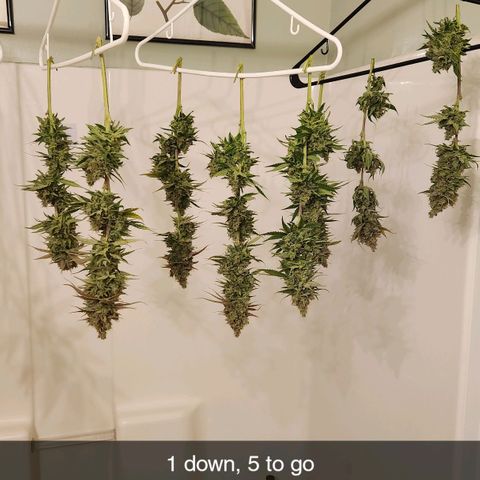6 trees growlog timeline photo