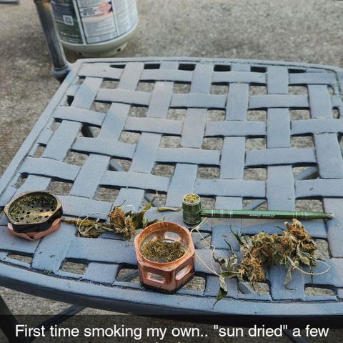 6 trees growlog timeline photo