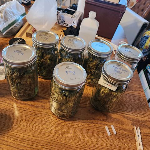 6 trees growlog timeline photo