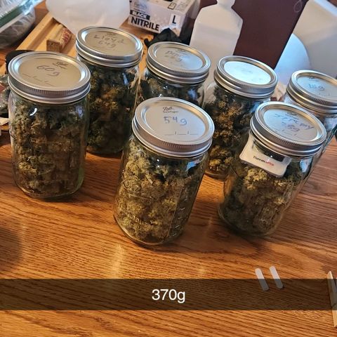 6 trees growlog timeline photo
