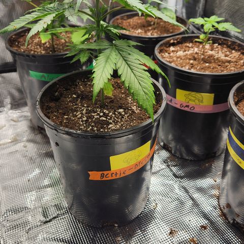 Durban-Thai x C99 XX growlog photo: Watered in with recharge at ph 6.0