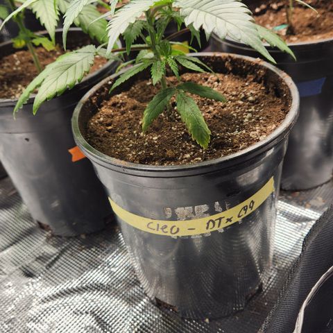 Durban-Thai x C99 XX growlog photo: Watered in with recharge at ph 6.0