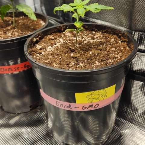 Durban-Thai x C99 XX growlog photo: Watered in with recharge at ph 6.0