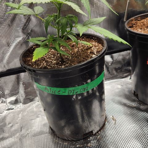 Durban-Thai x C99 XX growlog photo: Watered in with recharge at ph 6.0