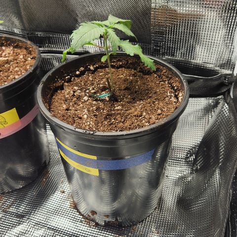 Durban-Thai x C99 XX growlog photo: Watered in with recharge at ph 6.0