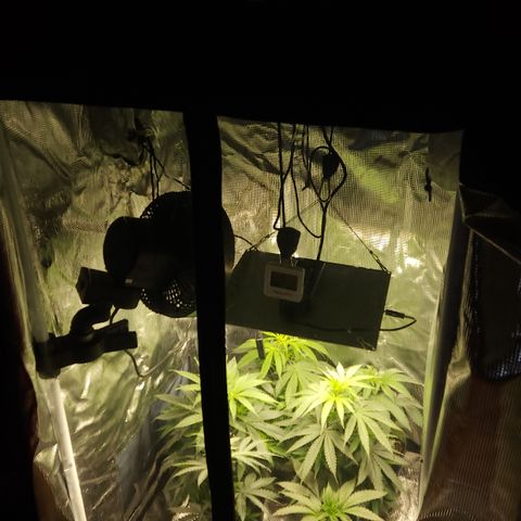 Durban-Thai x C99 XX growlog photo: This is probably when I would move to the 4x4 flower tent. Unfortunately it is out of commission for another few weeks 😬.