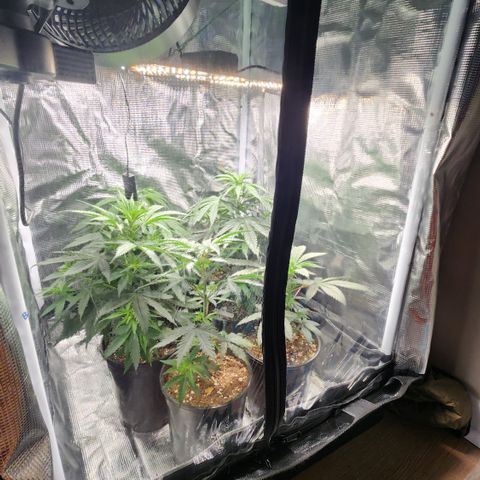 Durban-Thai x C99 XX growlog photo: This is probably when I would move to the 4x4 flower tent. Unfortunately it is out of commission for another few weeks 😬.