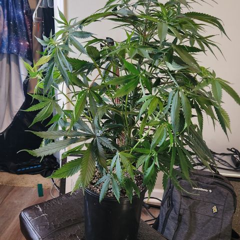 Durban-Thai x C99 XX growlog photo: Trim Day:
- Need to make them fit in the 2x2 for one more week
-Trimmed all fan leaves from main stem except the top two nodes
- Alice has the most node sites and best growth so far
- BG seeds are outperforming the freebie GMO by a noticeable margin