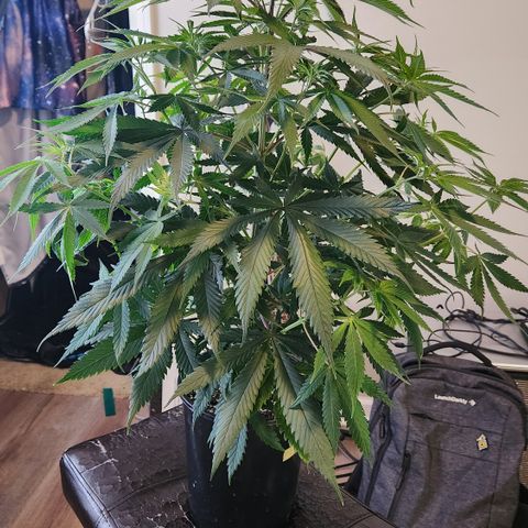 Durban-Thai x C99 XX growlog photo: Trim Day:
- Need to make them fit in the 2x2 for one more week
-Trimmed all fan leaves from main stem except the top two nodes
- Alice has the most node sites and best growth so far
- BG seeds are outperforming the freebie GMO by a noticeable margin
