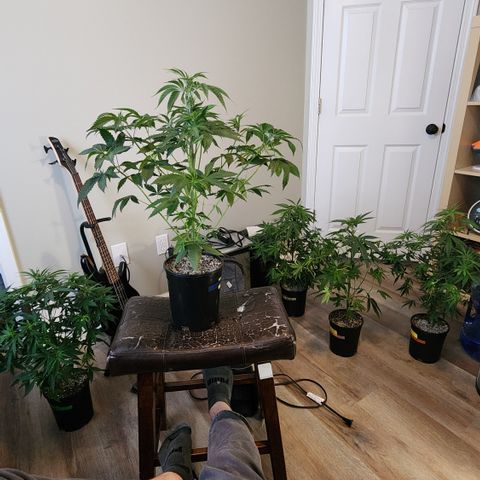 Durban-Thai x C99 XX growlog timeline photo
