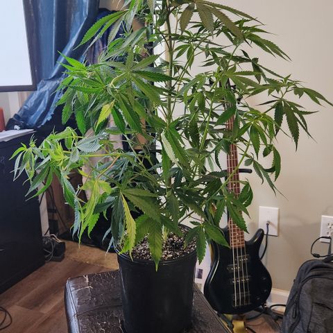 Durban-Thai x C99 XX growlog photo: Trim Day:
- Need to make them fit in the 2x2 for one more week
-Trimmed all fan leaves from main stem except the top two nodes
- Alice has the most node sites and best growth so far
- BG seeds are outperforming the freebie GMO by a noticeable margin