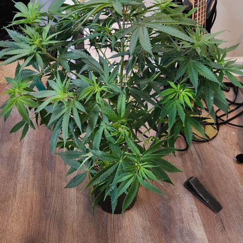 Durban-Thai x C99 XX growlog photo: Trim Day:
- Need to make them fit in the 2x2 for one more week
-Trimmed all fan leaves from main stem except the top two nodes
- Alice has the most node sites and best growth so far
- BG seeds are outperforming the freebie GMO by a noticeable margin