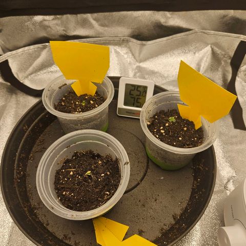 Northern Lights Automatic growlog photo
