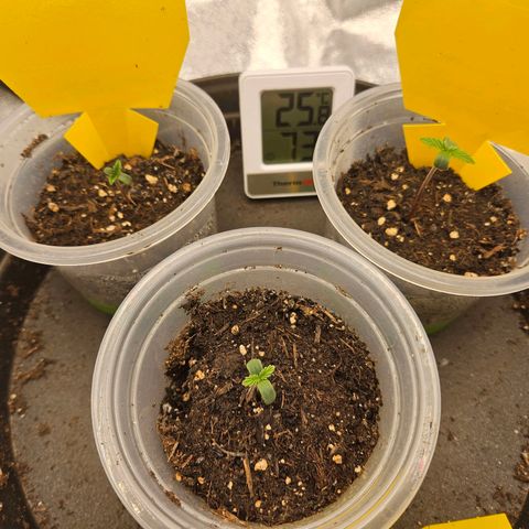 Northern Lights Automatic growlog photo