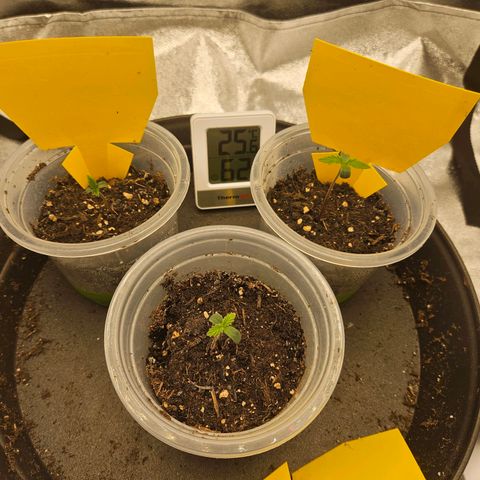 Northern Lights Automatic growlog photo