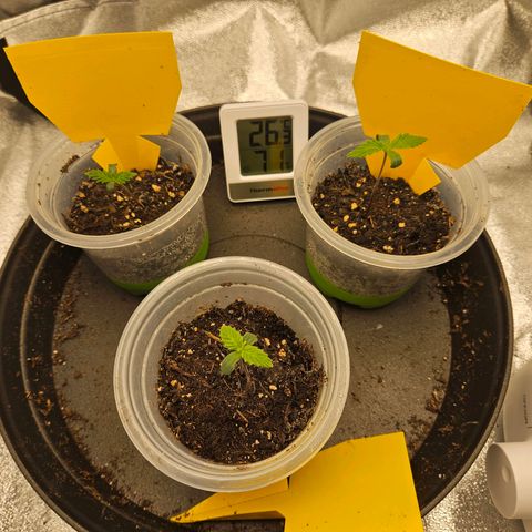 Northern Lights Automatic growlog photo
