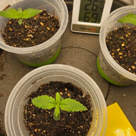 Northern Lights Automatic growlog timeline photo