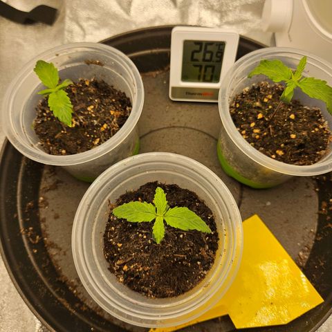 Northern Lights Automatic growlog timeline photo