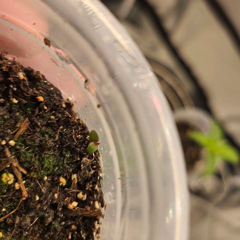 Northern Lights Automatic growlog timeline photo