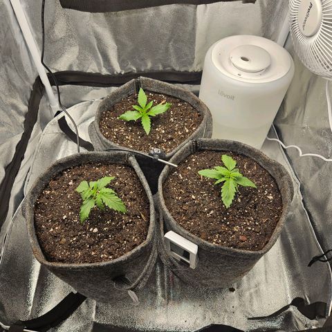 Northern Lights Automatic growlog timeline photo
