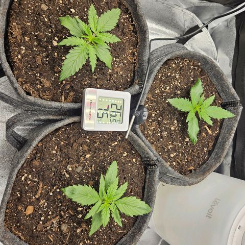 Northern Lights Automatic growlog timeline photo