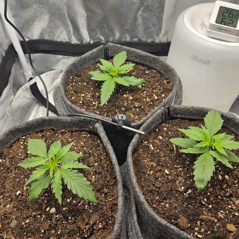 Northern Lights Automatic growlog timeline photo