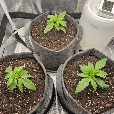 Northern Lights Automatic growlog timeline photo