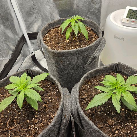 Northern Lights Automatic growlog timeline photo