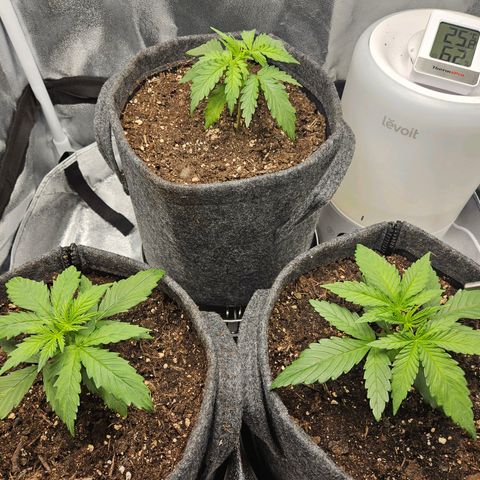 Northern Lights Automatic growlog timeline photo