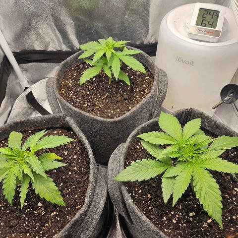 Northern Lights Automatic growlog timeline photo