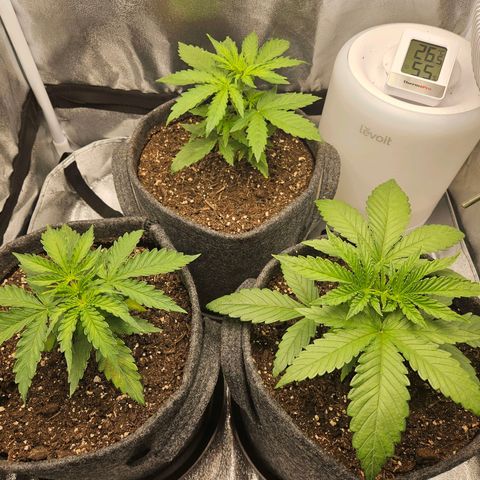 Northern Lights Automatic growlog timeline photo