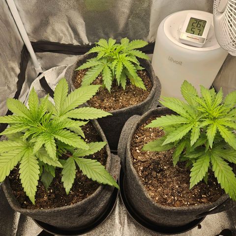 Northern Lights Automatic growlog timeline photo